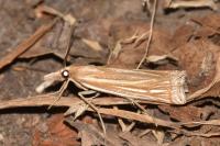 Ancylolomia tentaculella
