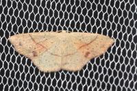 Cyclophora punctaria