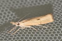 Agriphila inquinatella