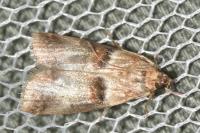 Acrobasis tumidana