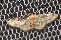 Idaea filicata