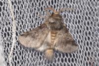 Thaumetopoea processionea