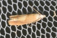 Eucosma conterminana