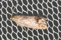 Cydia splendana