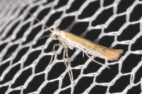 Aspilapteryx tringipennella
