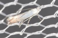 Phyllonorycter harrisella