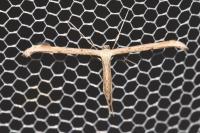 Emmelina argoteles/monodactyla