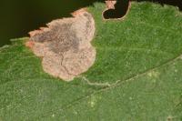 Stigmella plagicolella