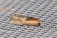 Eucosma cana