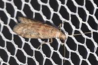 Ephestia elutella/woodiella