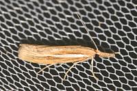 Agriphila tristella