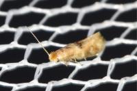 Bucculatrix ulmella