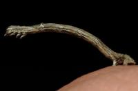 Angerona prunaria