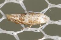 Bucculatrix frangutella