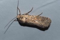 Spodoptera exigua