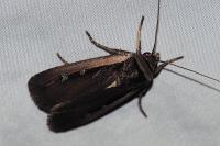 Ochropleura leucogaster