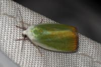 Earias clorana