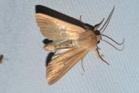 Mythimna pallens