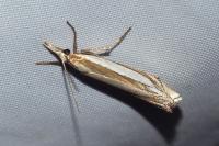 Crambus pascuella