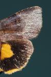 Noctua janthina