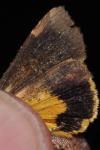 Noctua janthina