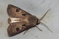 Agrotis exclamationis