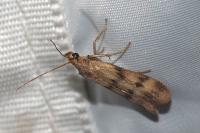 Homoeosoma sinuella