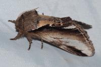 Pheosia gnoma