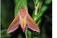 Deilephila elpenor