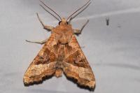 Phlogophora meticulosa