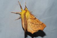 Ennomos alniaria