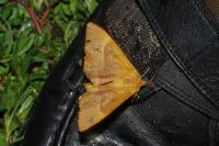 Lasiocampa quercus