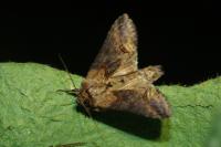 Abrostola triplasia
