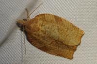 Pandemis heparana