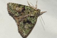 Cryphia algae