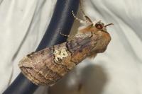 Tethea ocularis