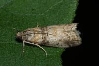 Sciota rhenella