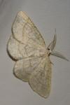 Cabera exanthemata