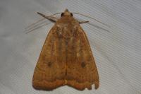 Noctua interjecta