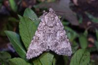 Acronicta megacephala