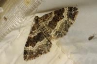 Epirrhoe alternata
