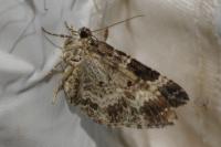 Epirrhoe alternata