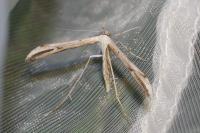 Emmelina argoteles/monodactyla