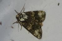 Craniophora ligustri