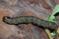 Agrotis segetum