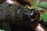 Agrotis segetum