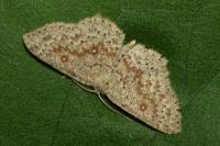 Cyclophora pendularia
