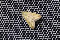 Pyrausta despicata