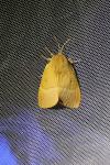 Lasiocampa quercus