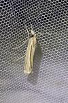 Ancylolomia tentaculella